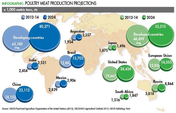 Poultry meat production projections infographic