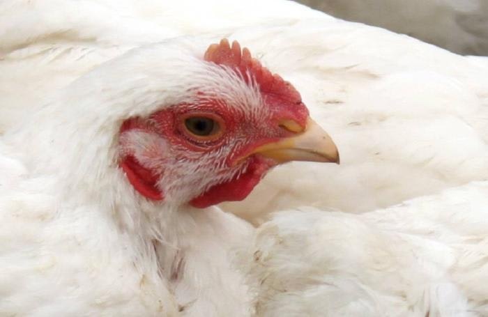 How is price determined for chickens sold as livestock?