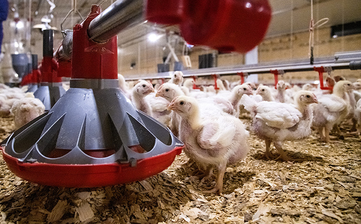 Tyson project asks chickens about enrichment preferences | WATTPoultry