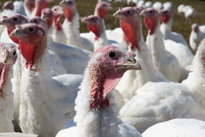 white-turkey-flock.jpg
