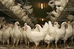 white-chickens-in-poultry-house-11.jpg