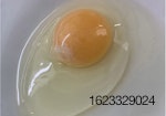 Egg-Benjamin.jpg