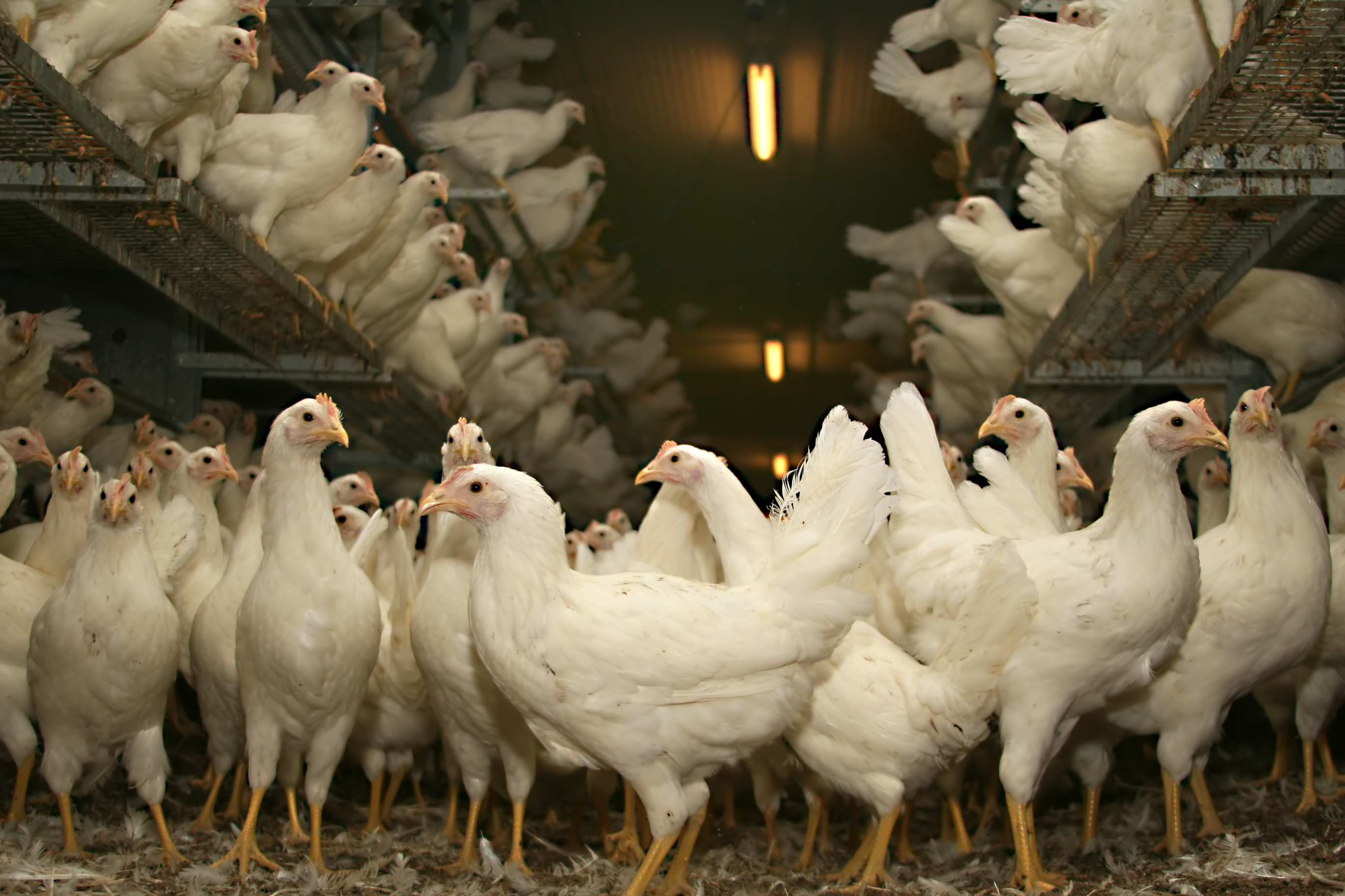 Indonesia building center for cage-free egg production | WATTPoultry