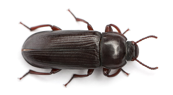Flea Beetle Control
