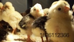 chick-chicks-1476189-639x365.jpg