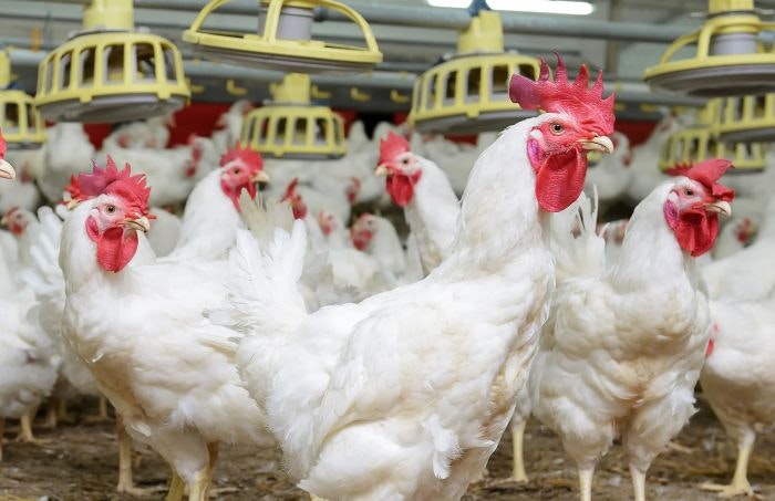 Many Top Feed Companies are also Top Poultry Companies | WATTPoultry