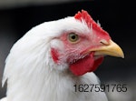 white-chicken-closeup-2.jpg