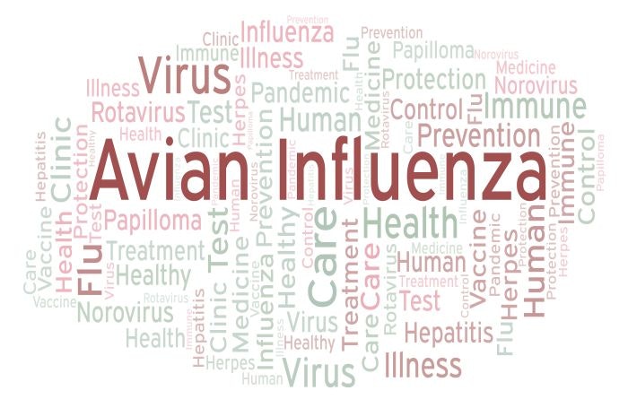 Avian influenza word cloud