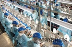 chicken-processing-poultry-workers.jpg