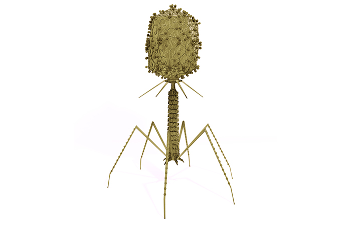 bacteriophage-virus.jpg