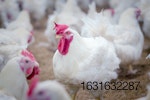 broiler-breeder-chicken.jpg