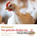 Chicken-Check-In-Hormones.jpg