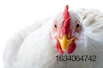 white-chicken-closeup-on-white-bkgrnd-1.jpg