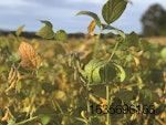 Soybeans-in-field.jpg