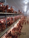 Cage-free-laying-hens.jpg