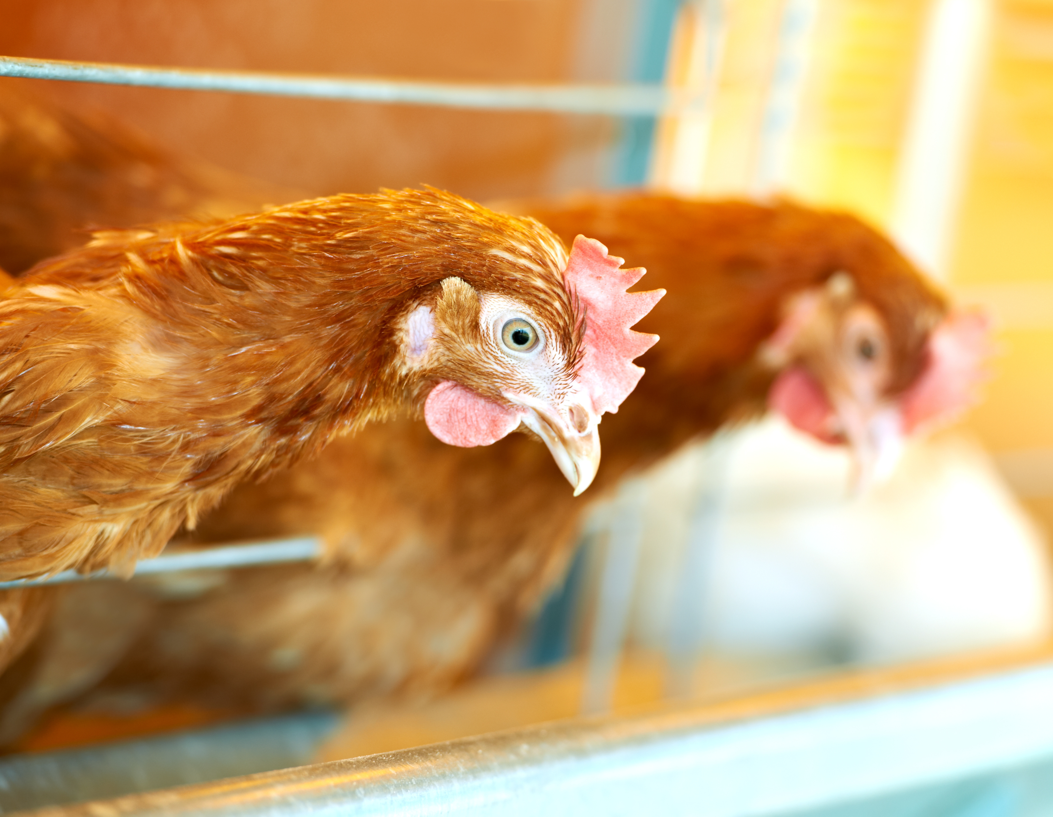 Nutrition merits more recognition as key to animal welfare | WATTPoultry
