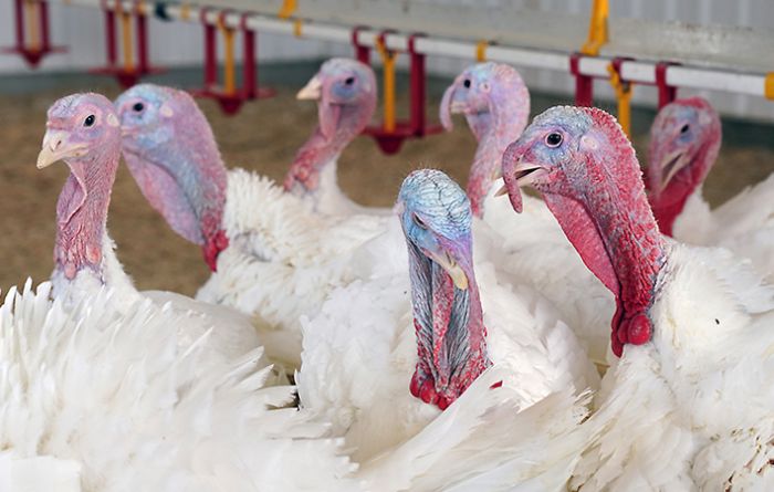Thanksgiving-turkeys.jpg