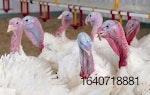 Thanksgiving-turkeys.jpg