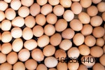 brown-eggs-bkrgnd.jpg