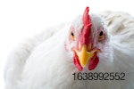 white-chicken-closeup-on-white-bkgrnd-1.jpg