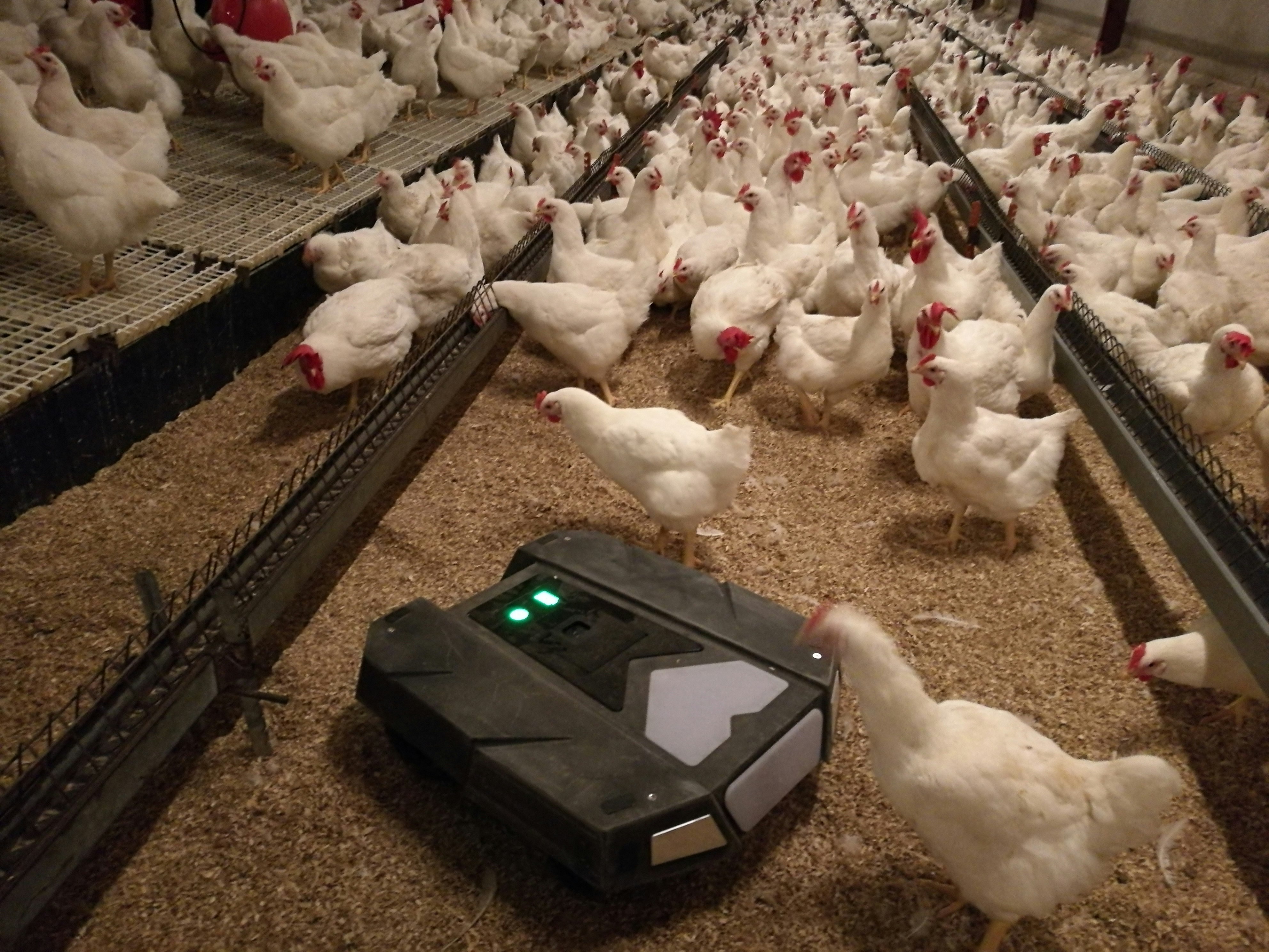 TIBOT-Technologies-T-MOOV-poultry-robot.jpg