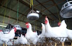 white-chickens-in-poultry-house-7.jpg