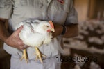 Tyson-chicken-welfare.jpg