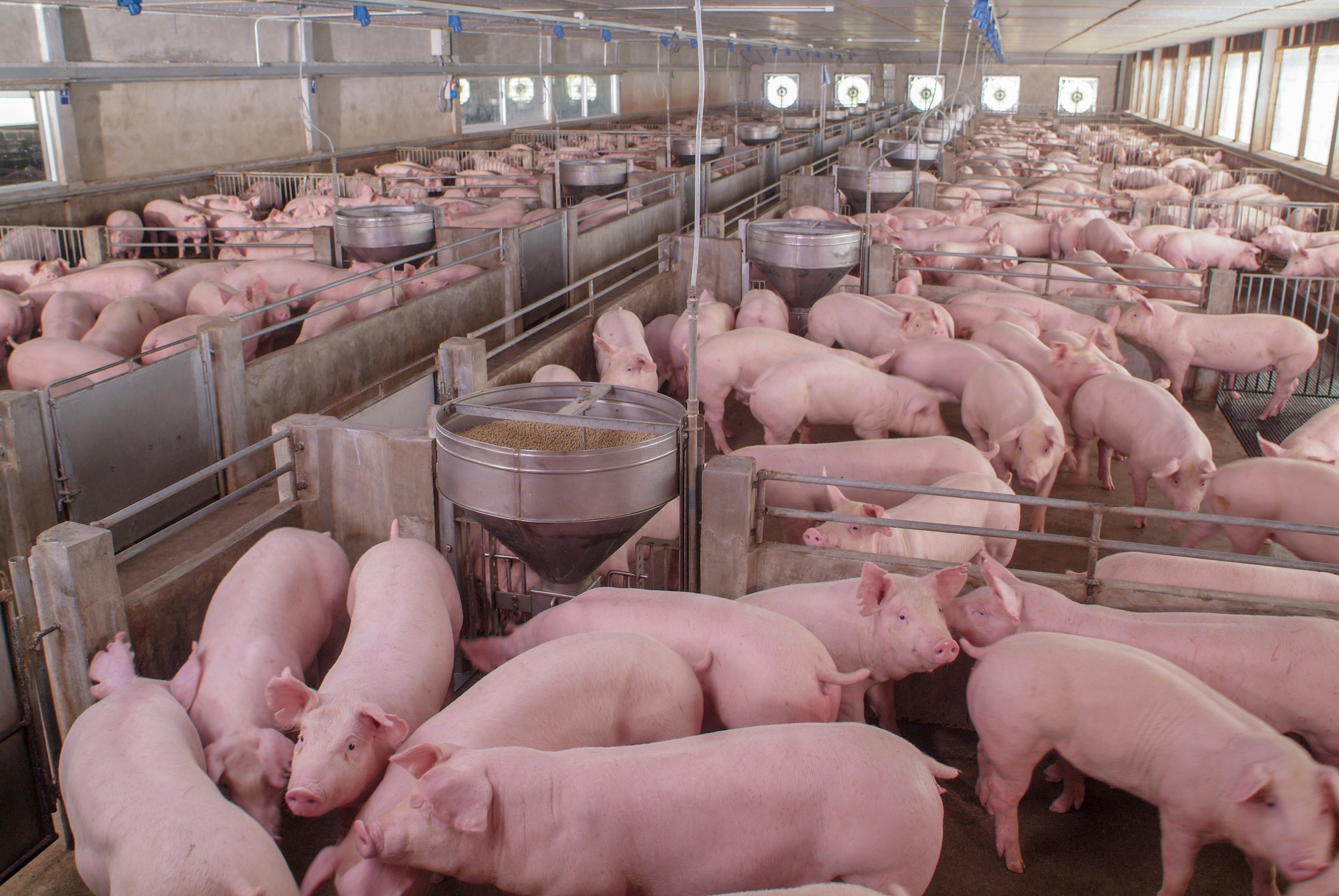 Large pig farm