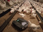 tibot-robot-poultry.jpg