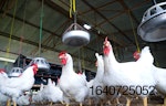 white-chickens-in-poultry-house-7.jpg