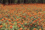 Field-of-marigolds.jpg