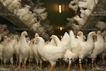 white-hens-cage-free-aviary-opening.jpg