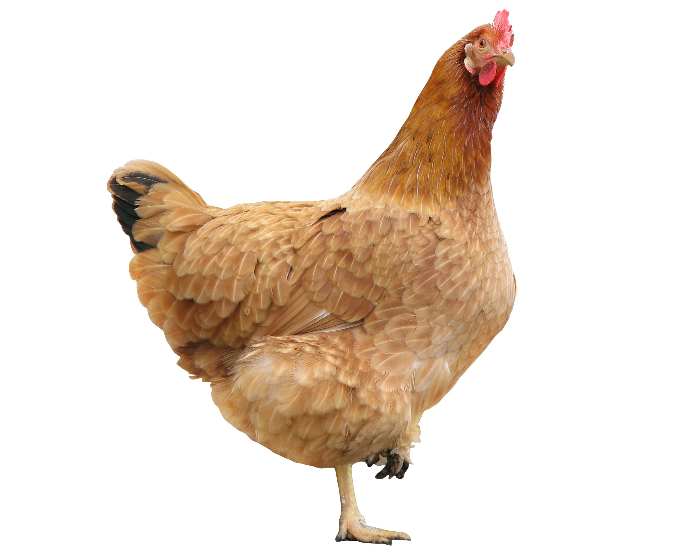 Brown hen on white bkgrnd 1