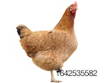 brown-hen-on-white-bkgrnd-1.jpg