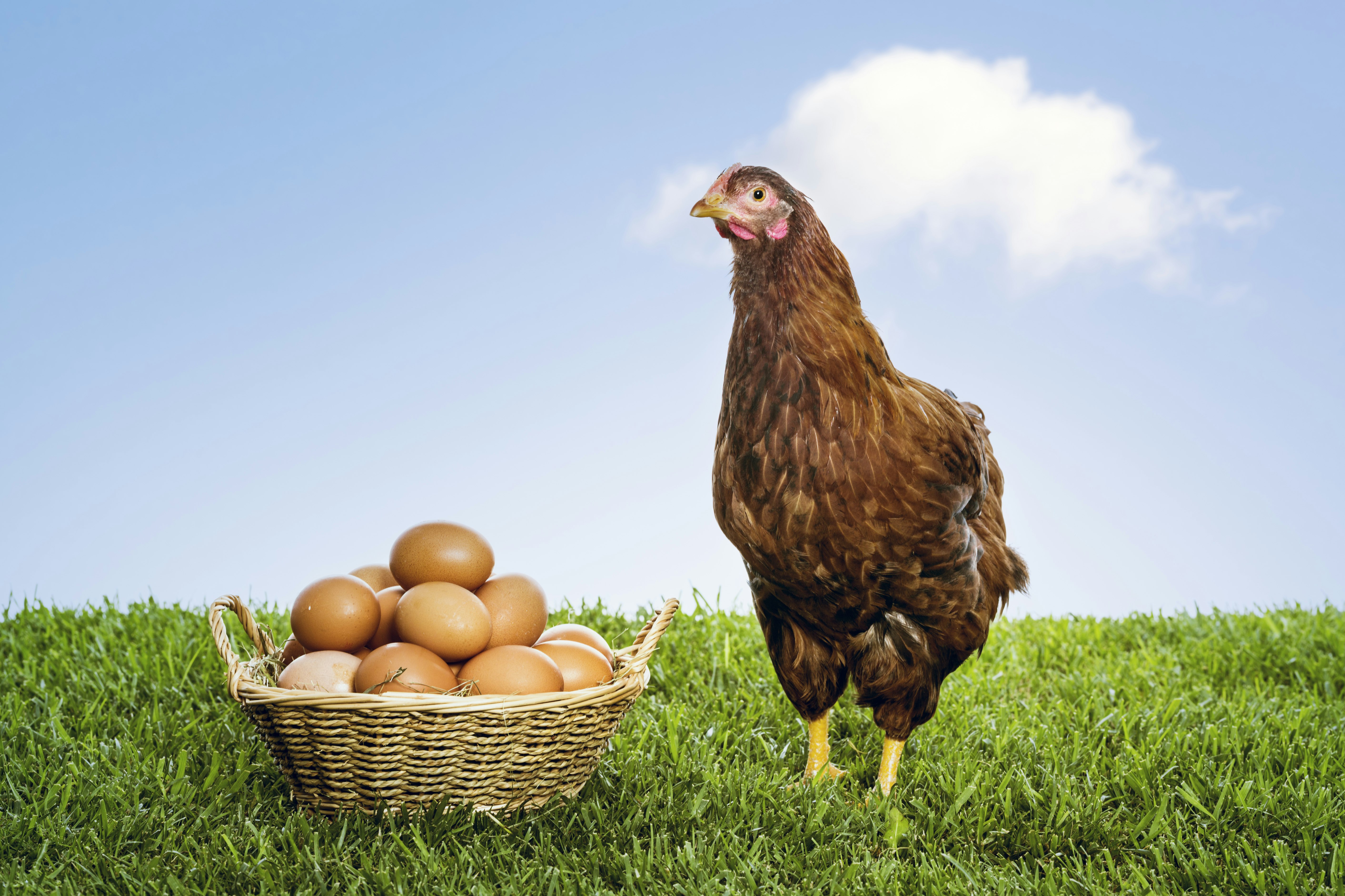 Brown hen with basket brown eggs