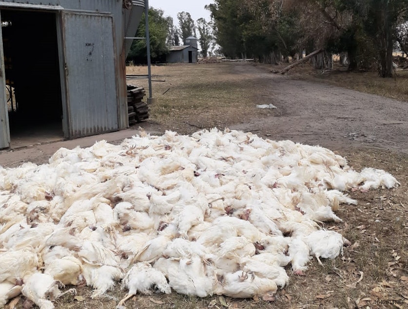 Millones de gallinas ponedoras en Argentina mueren por golpe de calor