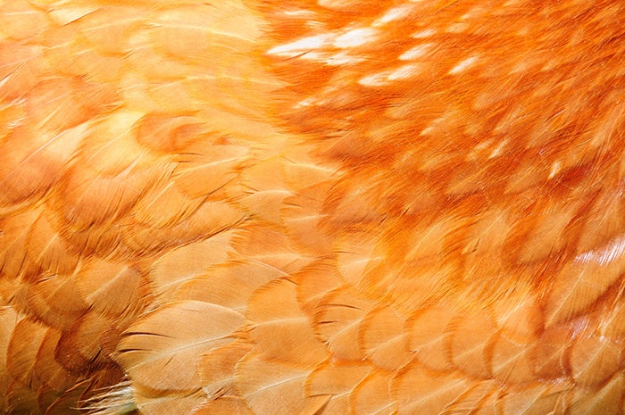 red-chicken-feathers-closeup.jpg