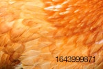 red-chicken-feathers-closeup.jpg