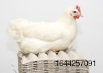 white-hen-on-egg-crates.jpg