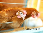 chicken-layer-indoor-close up.jpeg