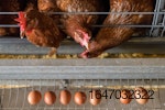 Laying-hens-eating.jpg