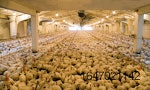white-broilers-in-poultry-house-3.jpg