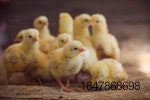 chicks-closeup.jpg