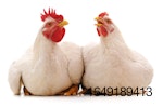 broilers_two_white background.jpg