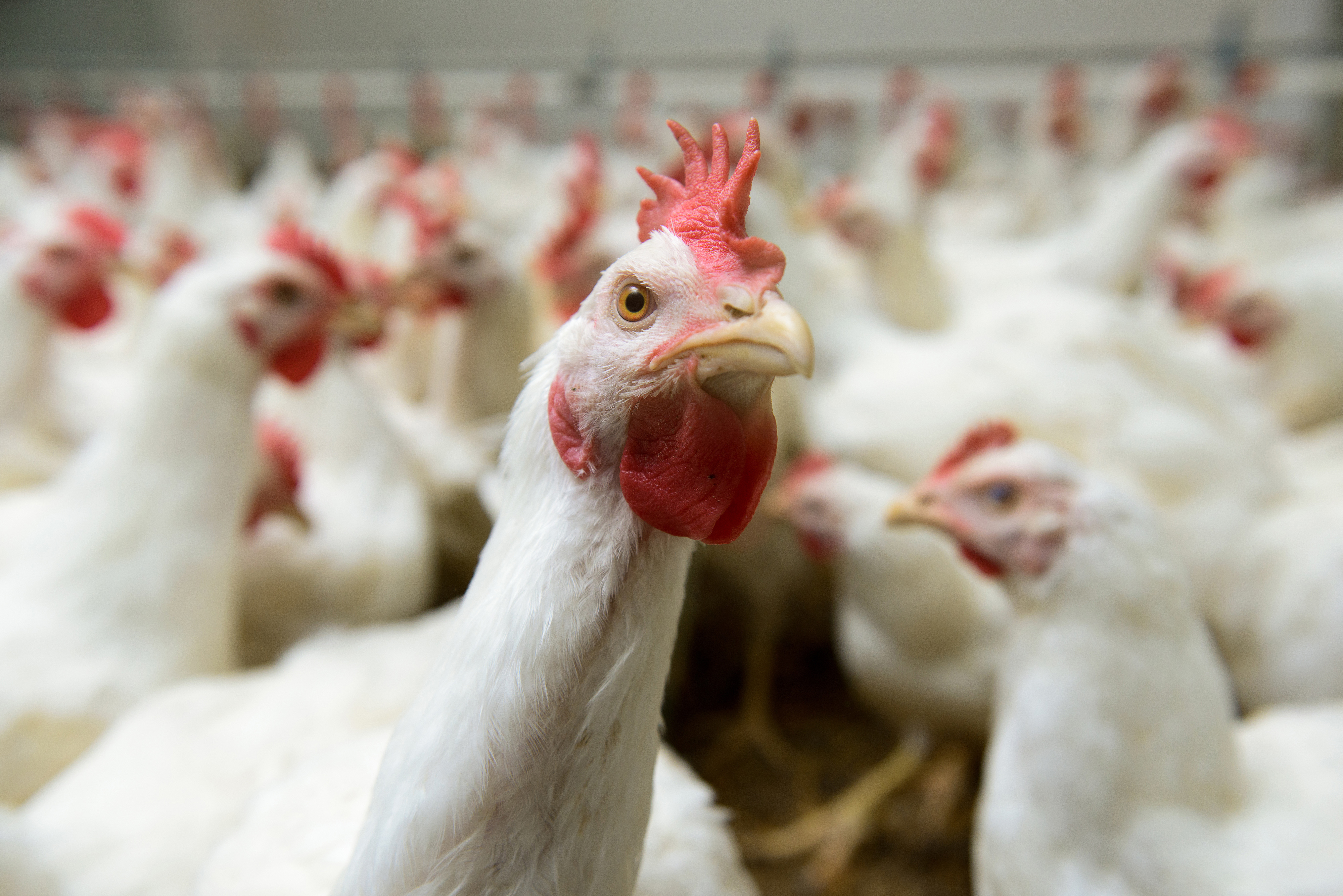 white-chickens-in poultry-house-closeup.jpg