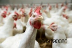 white-chickens-in poultry-house-closeup.jpg