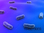 salmonella-bacteria-blues-purples.jpg