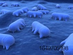 salmonella-bacteria-blues.jpg