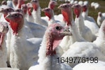 white-turkey-flock.jpg