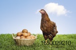 brown-hen-with-basket-brown-eggs.jpg
